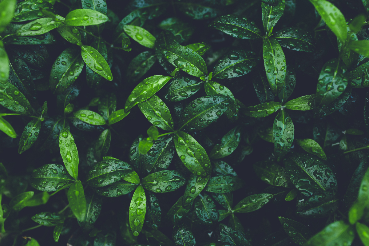 Ecológico
